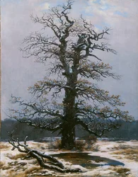 Eiche im Schnee